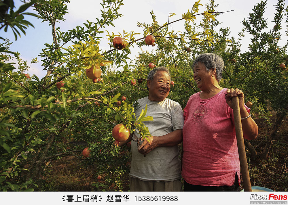 草社区榴繁荣变迁见证，草社区榴最新动态报告（2017年）