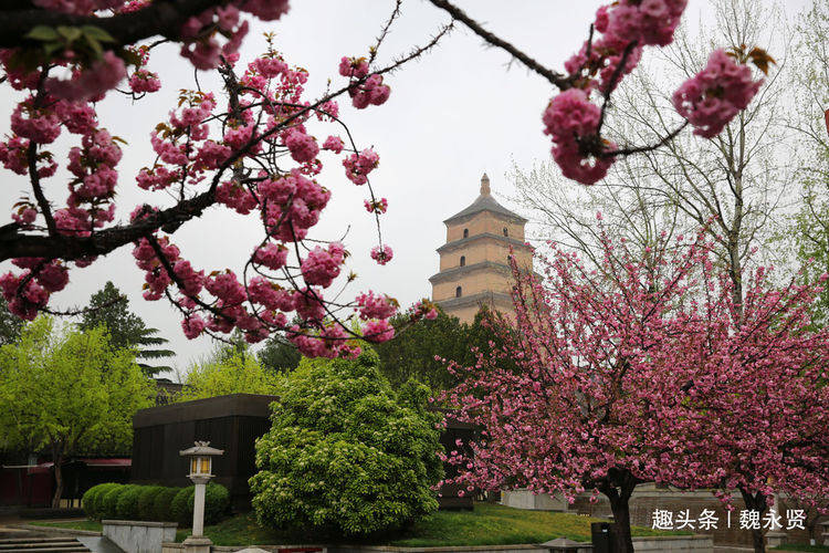 大雁塔樱花盛开，最新观赏指南